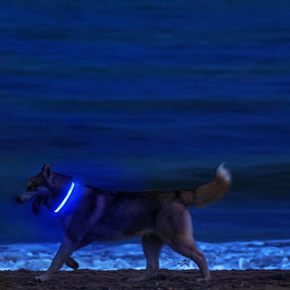 Collier Lumineux Chien - NIGHTBEAM™