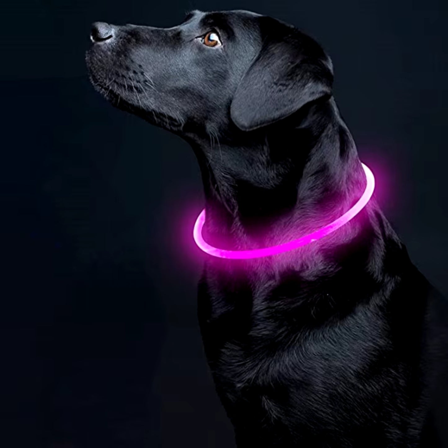 Collier Lumineux Chien - Étanche