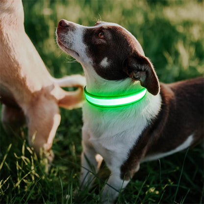 Collier Lumineux Chien - NIGHTBEAM™