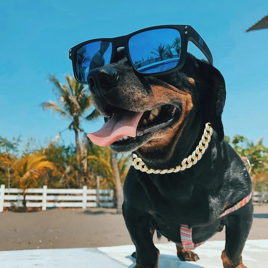 Collier pour Chien - Bijoux