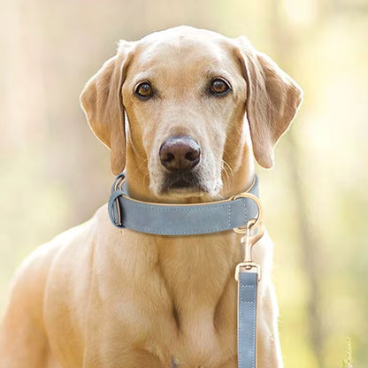 Collier pour Chien - Cuir Rembourré