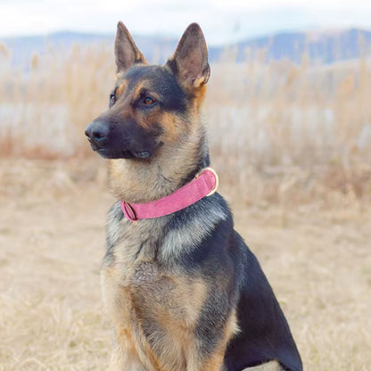 Collier pour Chien - Cuir Rembourré