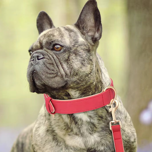 Collier pour Chien - Cuir Rembourré