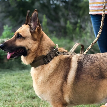 Collier pour chien - Tactique™