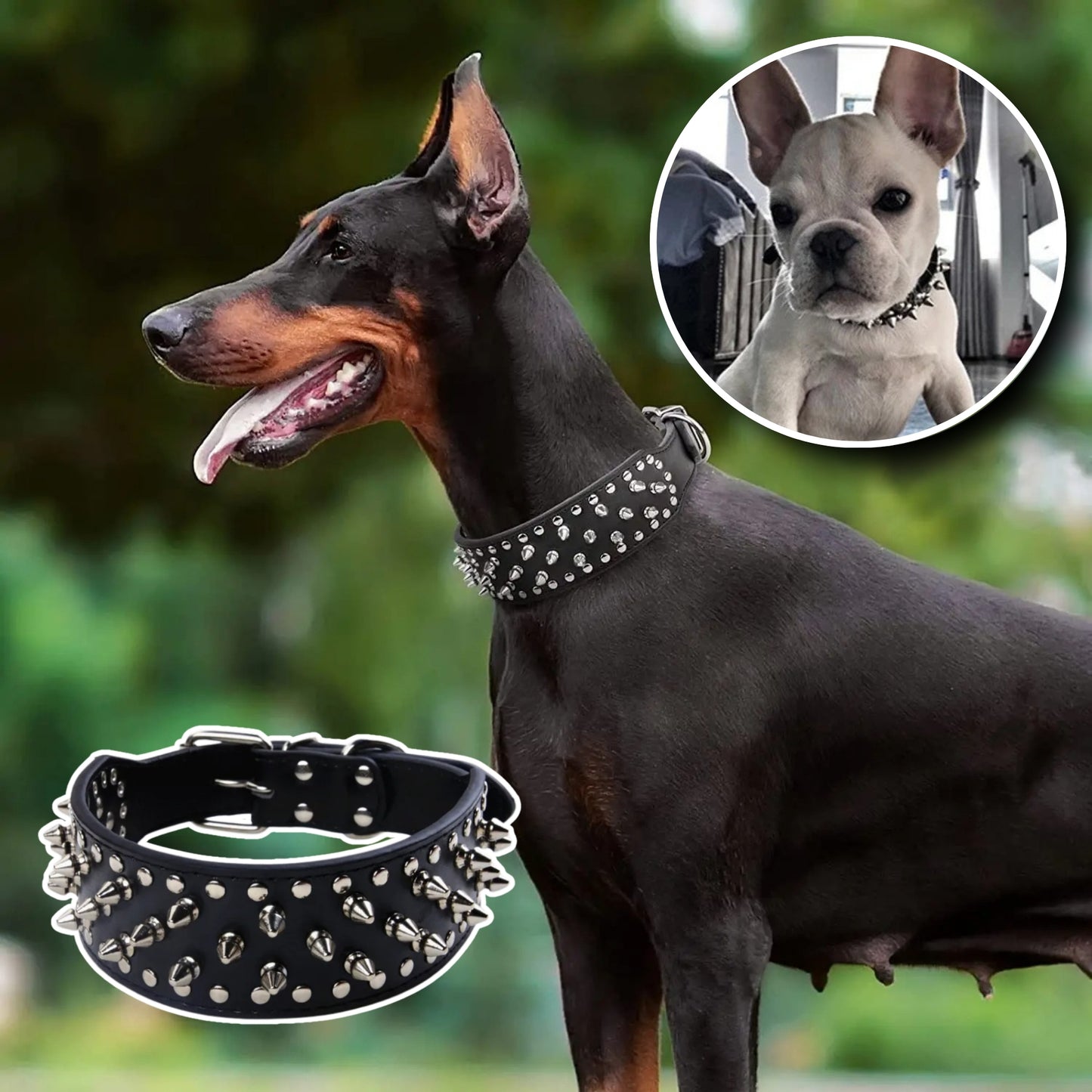 Collier Chien - Grande Protection