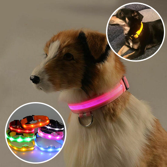 Collier Lumineux Chien - NIGHTBEAM™