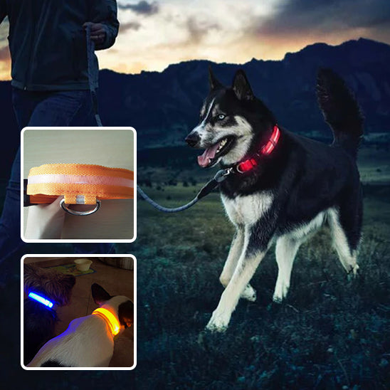 Collier Lumineux Chien - NIGHTBEAM™