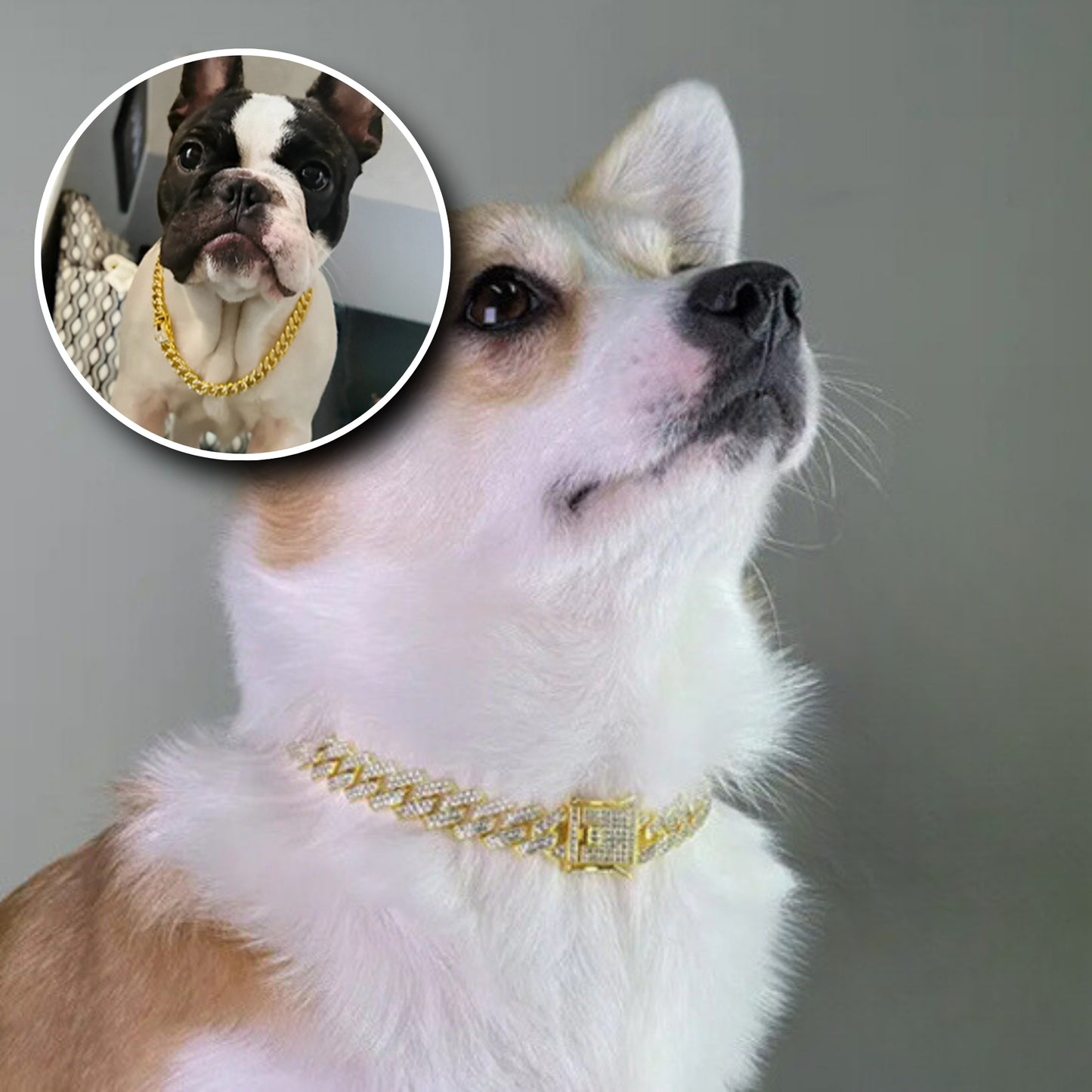 Collier pour Chien - Bijoux