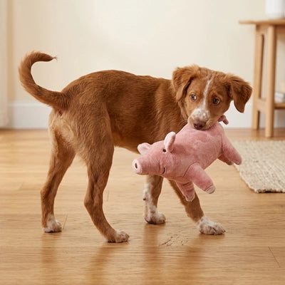 Doudou chien cochon tendre chien portant la peluche dans sa gueule
