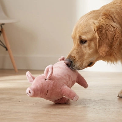 Doudou chien cochon tendre golden retriever reniflant la peluche