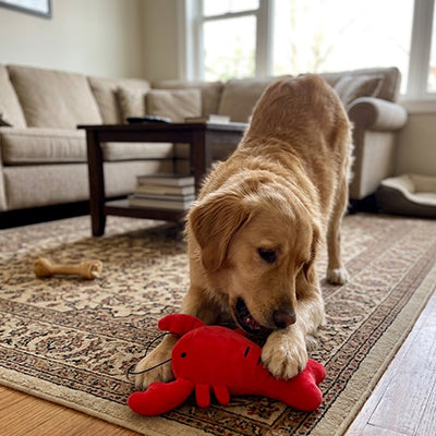 doudou chien homard en peluche avec golden retriever qui joue