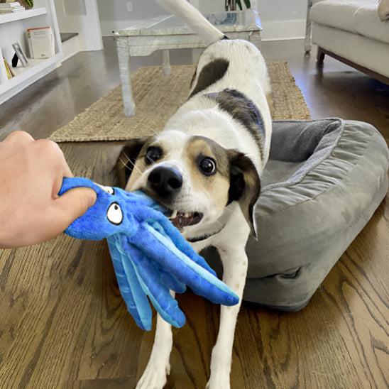 doudou pour chien pieuvre bleue jeu interaction tentacules