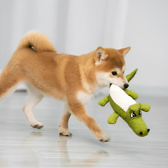 doudou pour chien shiba inu jouant avec crocodile vert