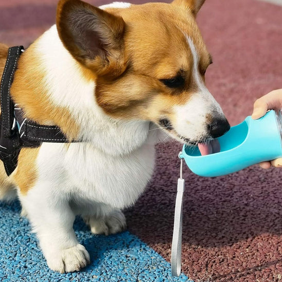 Gourde pour Chien - Nomade