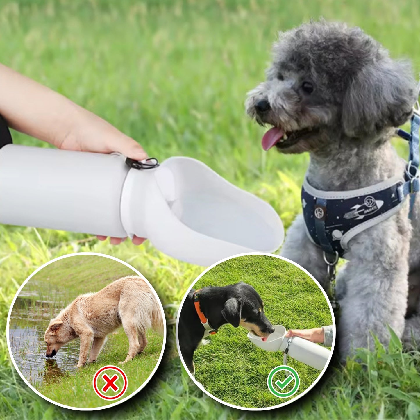 Gourde pour Chien - Portable