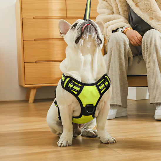 Harnais Chien Anti Traction - Confort