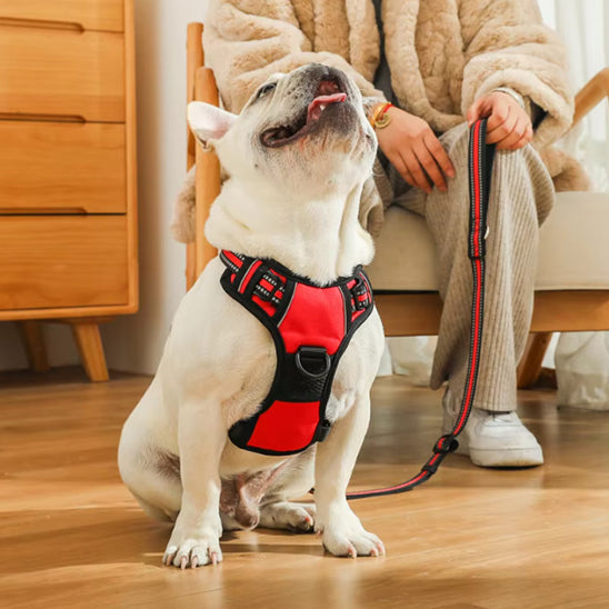 Harnais Chien Anti Traction - Confort