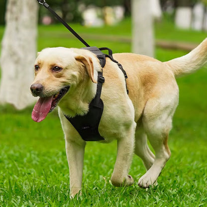 Harnais Chien Anti Traction - Laisse Intégrée™