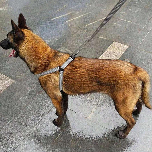 Harnais Chien - Classique