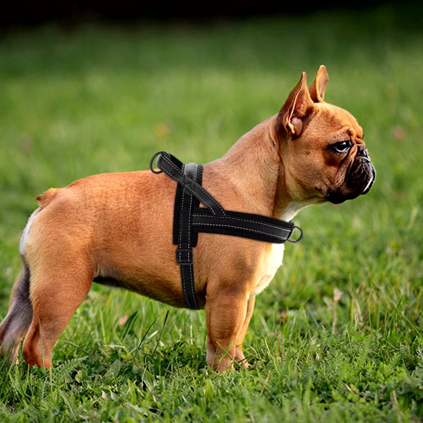 Harnais Chien - Rembourré