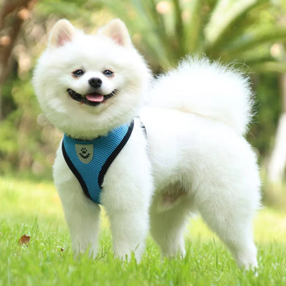 Harnais Petit Chien - Bleu