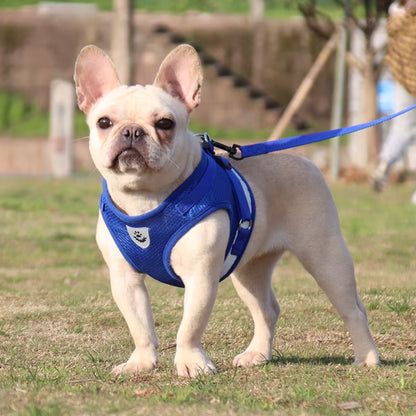 Harnais Petit Chien - Bleu