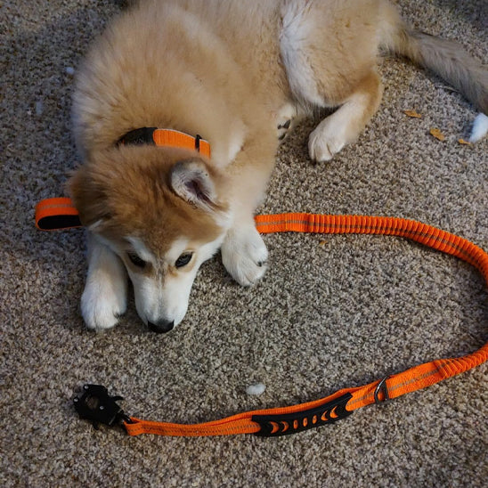 Laisse pour Chien - Anti Traction