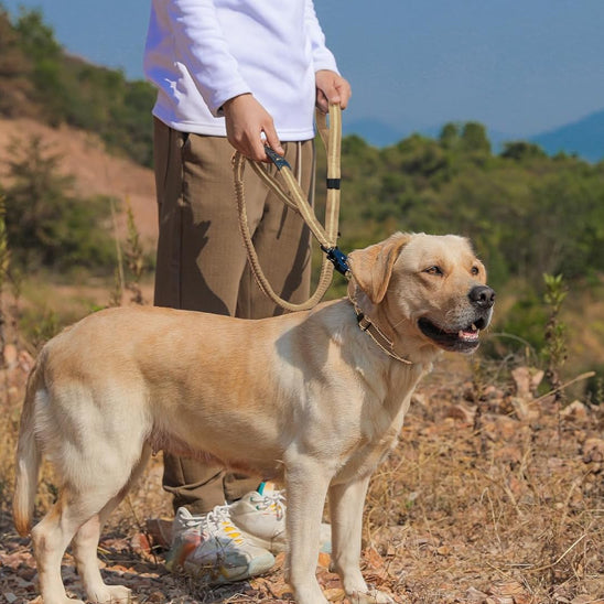Laisse pour Chien - Anti Traction
