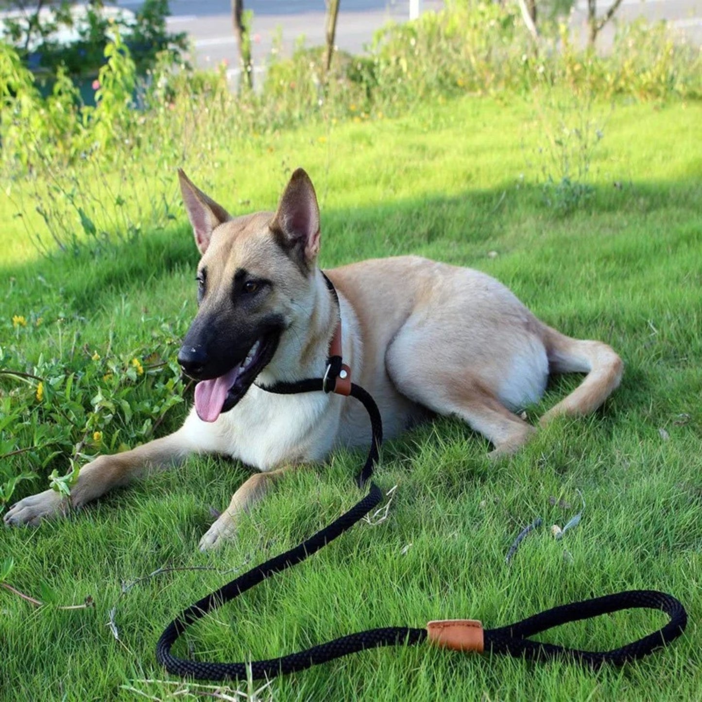 Laisse pour Chien - Antidérapante