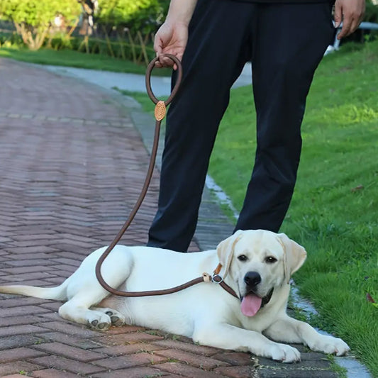 Laisse pour Chien - Corde Résistante