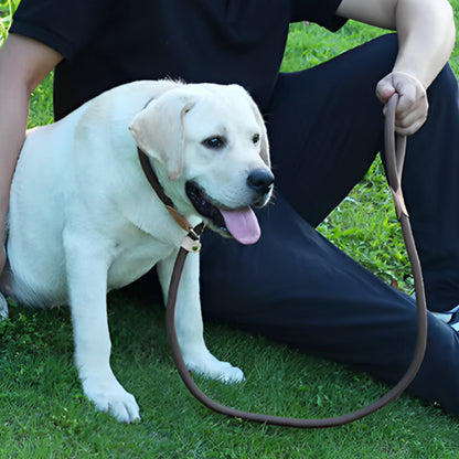 Laisse pour Chien - Corde Résistante