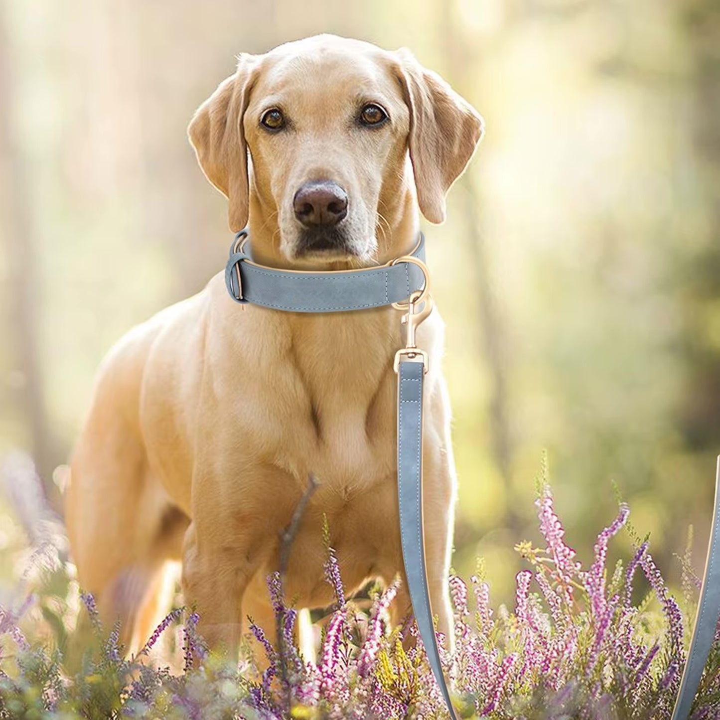 Laisse pour Chien - Cuir Rembourré
