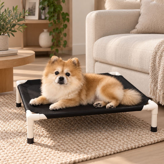 lit de camp pour chien noir chien allonge salon