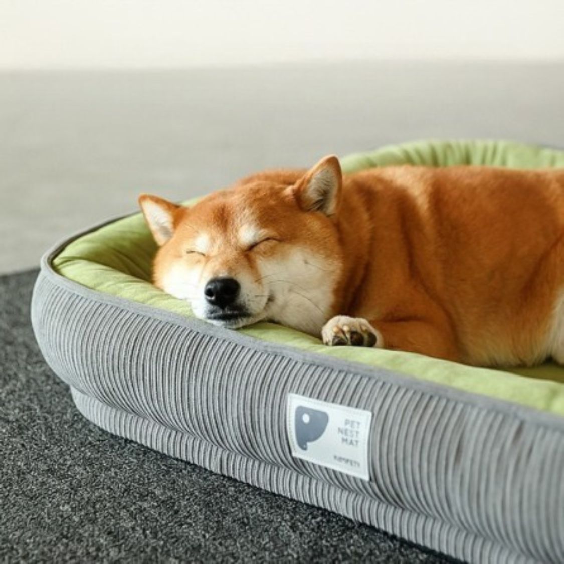 lit pour chien appui tete rebord moelleux sommeil