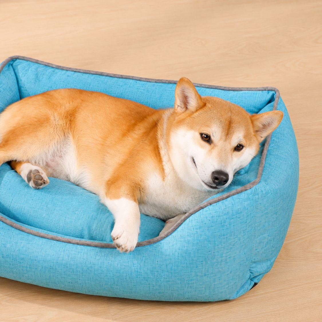 lit pour chien bleu chien allonge rebord moelleux