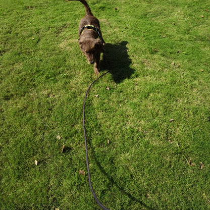 longe pour chien - Robuste
