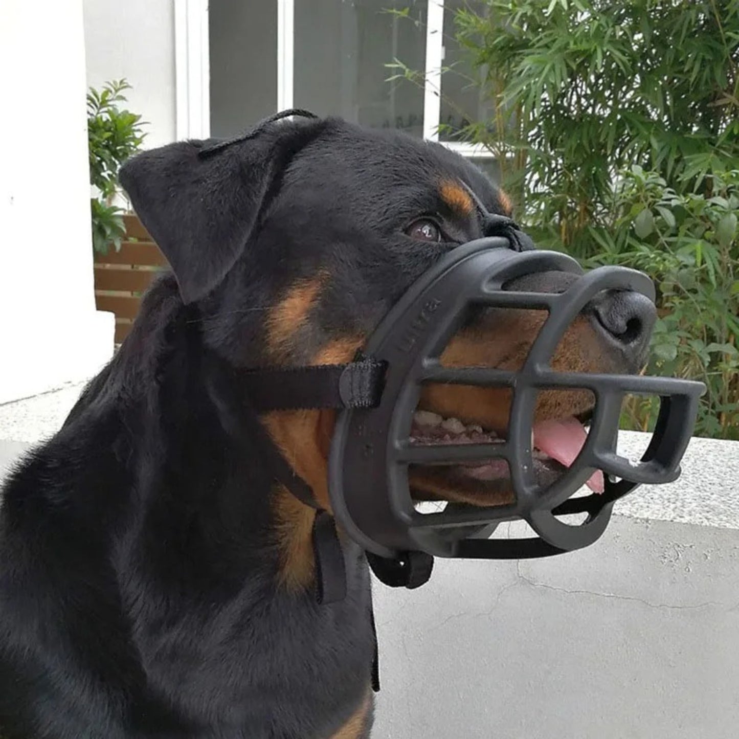 Muselière Chien - Respirante