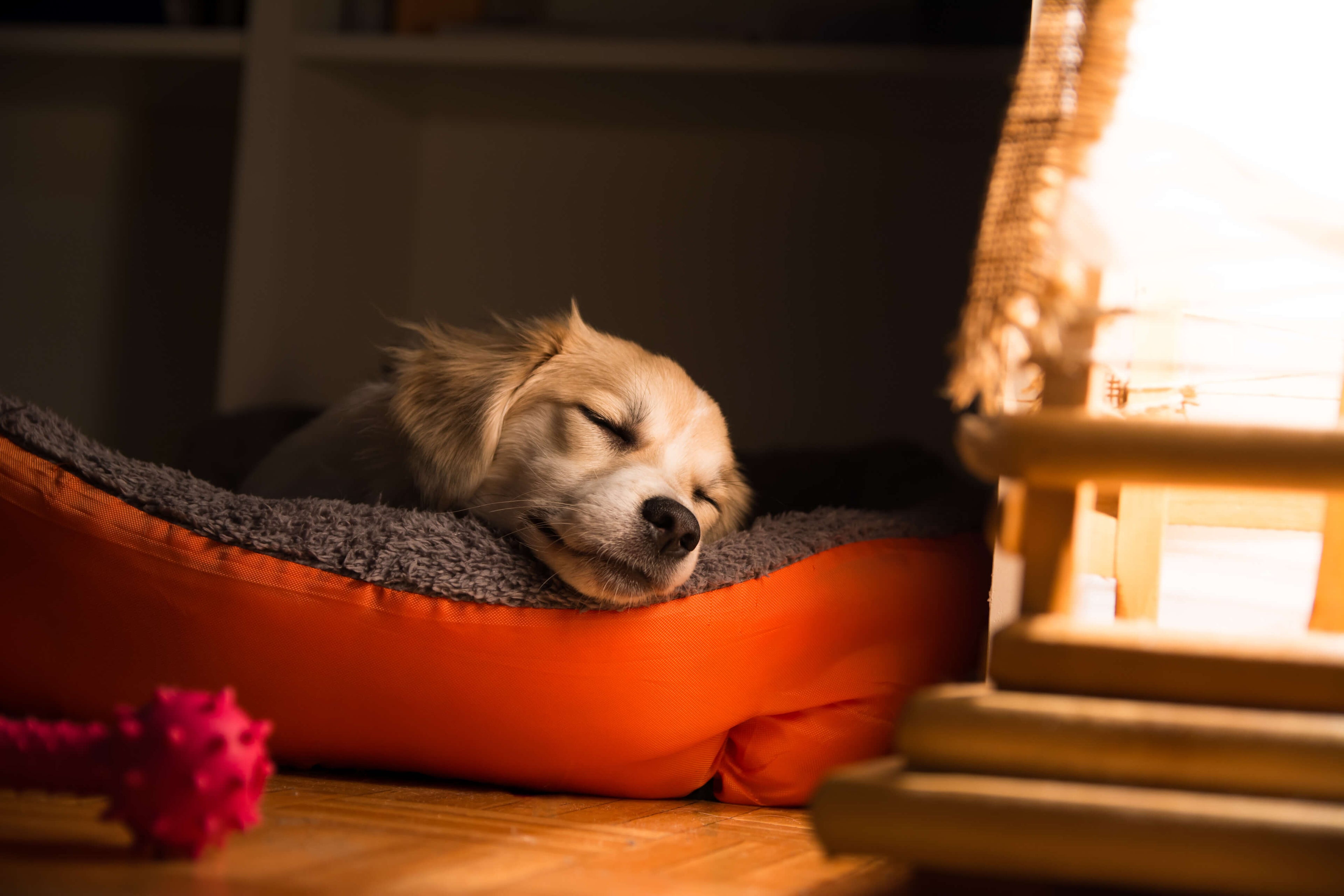 petit chien endormi dans un panier pour chien confortable a la maison