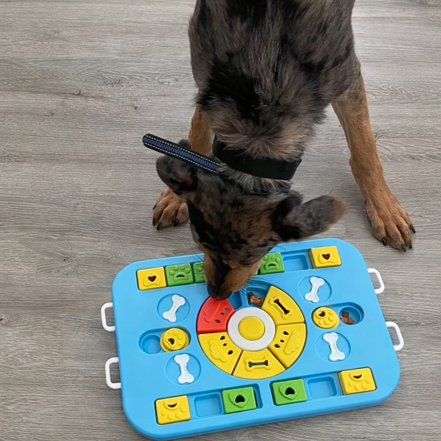Puzzle interactif pour chien – niveau avancé
