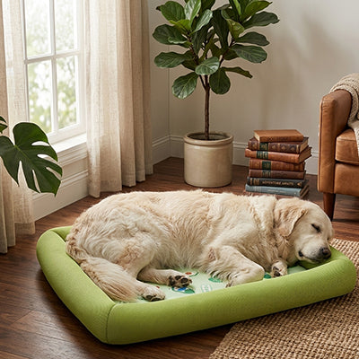 tapis rafraichissant chien rebords respirants confort labrador