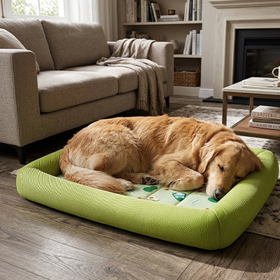 tapis rafraichissant chien rebords respirants golden retriever